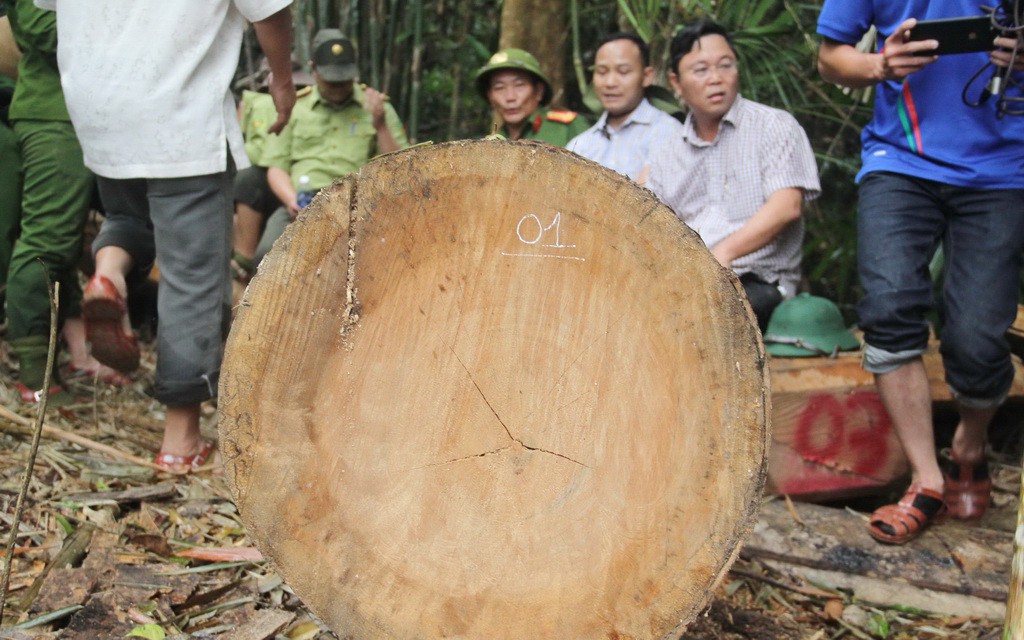 Gỗ quý ở rừng Quảng Nam bị hạ sát