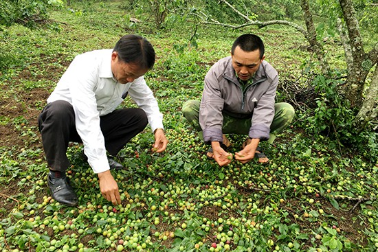 Mưa đá làm tiêu tan 2.100ha hoa màu ở Cao Bằng, Sơn La - Ảnh 1.