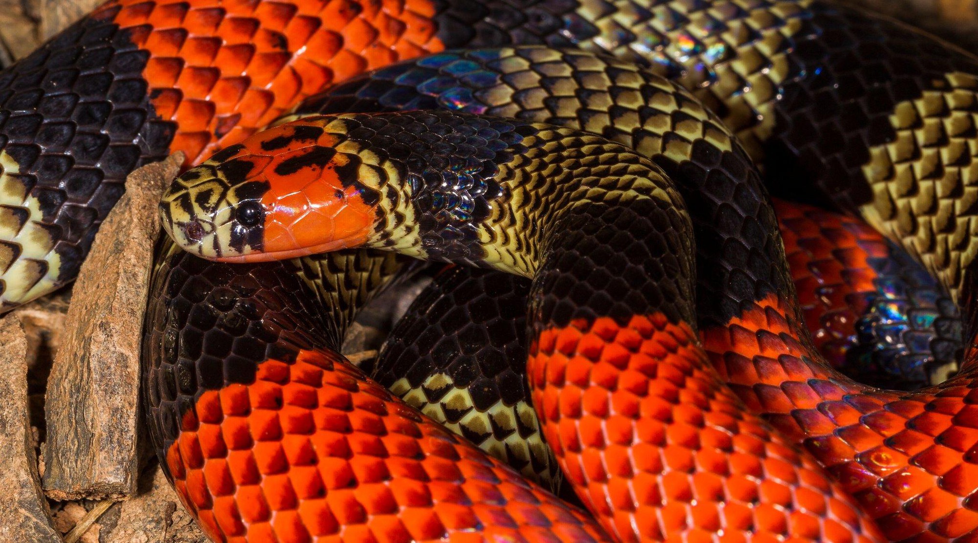 Đột nhập vườn quốc gia đa dạng sinh học nhất Trái đất - Ảnh 10. Đột nhập vườn quốc gia đa dạng sinh học nhất Trái đất