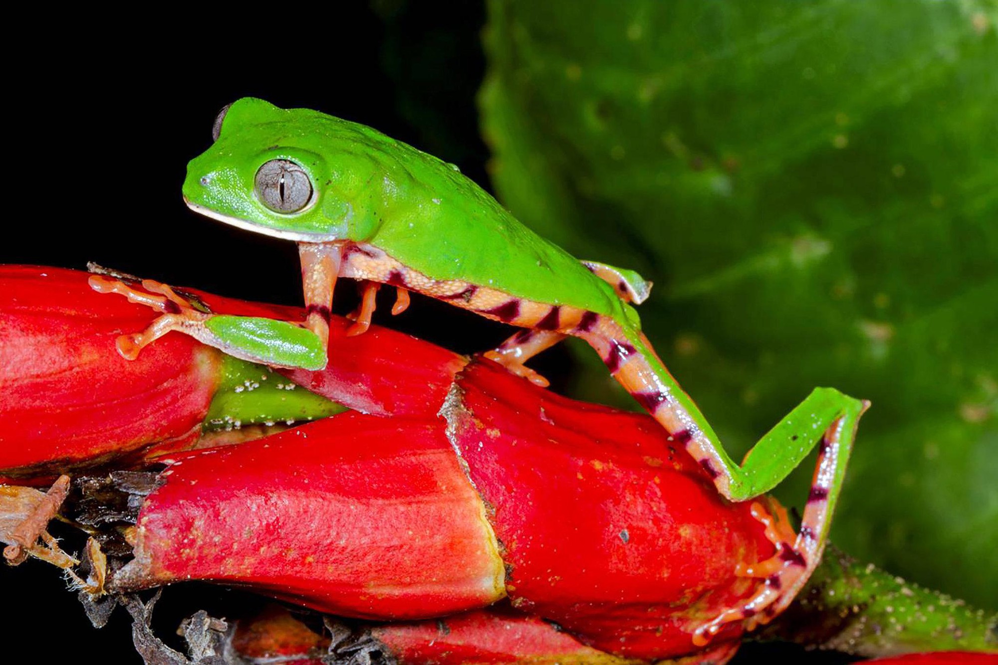 Đột nhập vườn quốc gia đa dạng sinh học nhất Trái đất - Ảnh 15. Đột nhập vườn quốc gia đa dạng sinh học nhất Trái đất