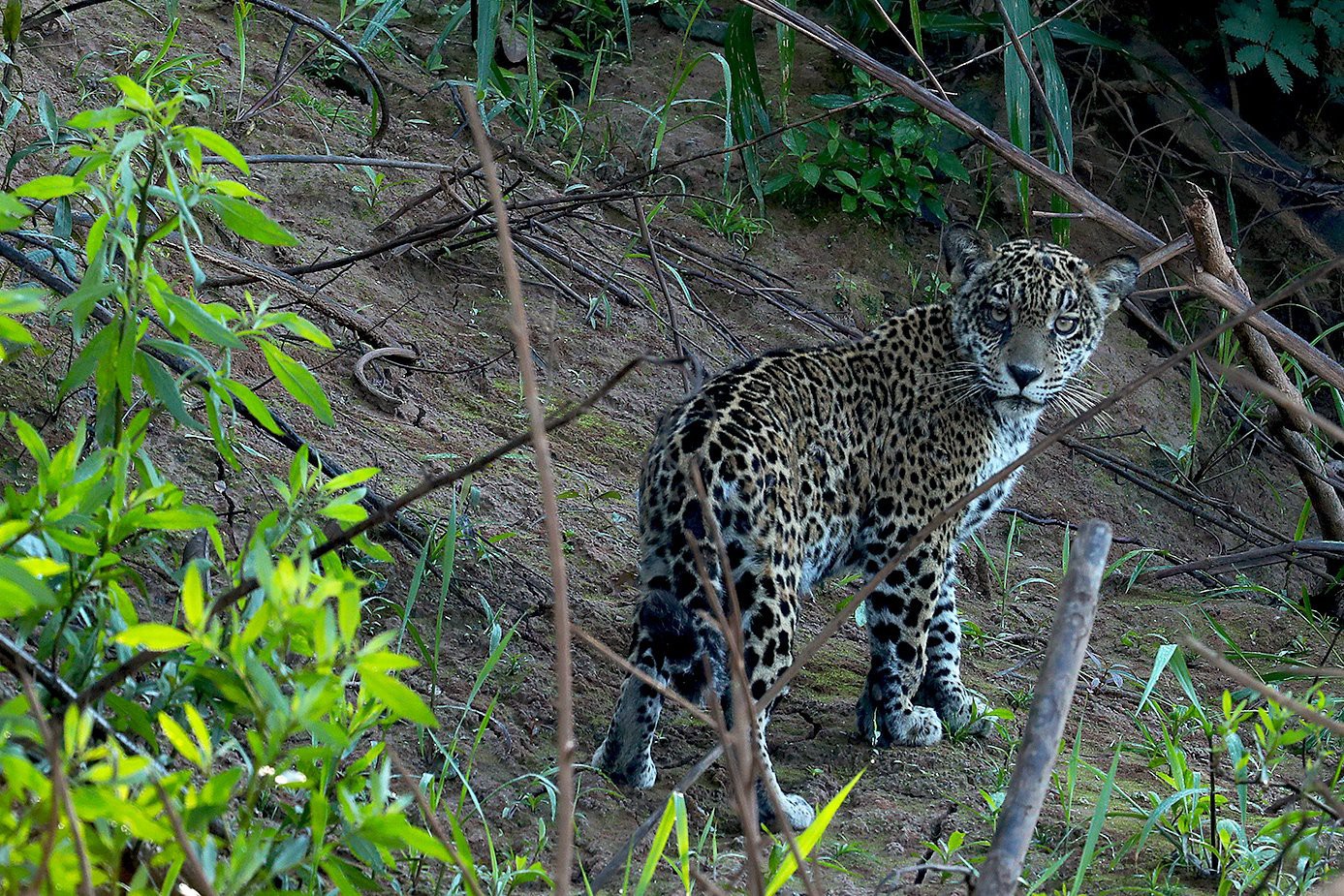 Đột nhập vườn quốc gia đa dạng sinh học nhất Trái đất - Ảnh 13. Đột nhập vườn quốc gia đa dạng sinh học nhất Trái đất
