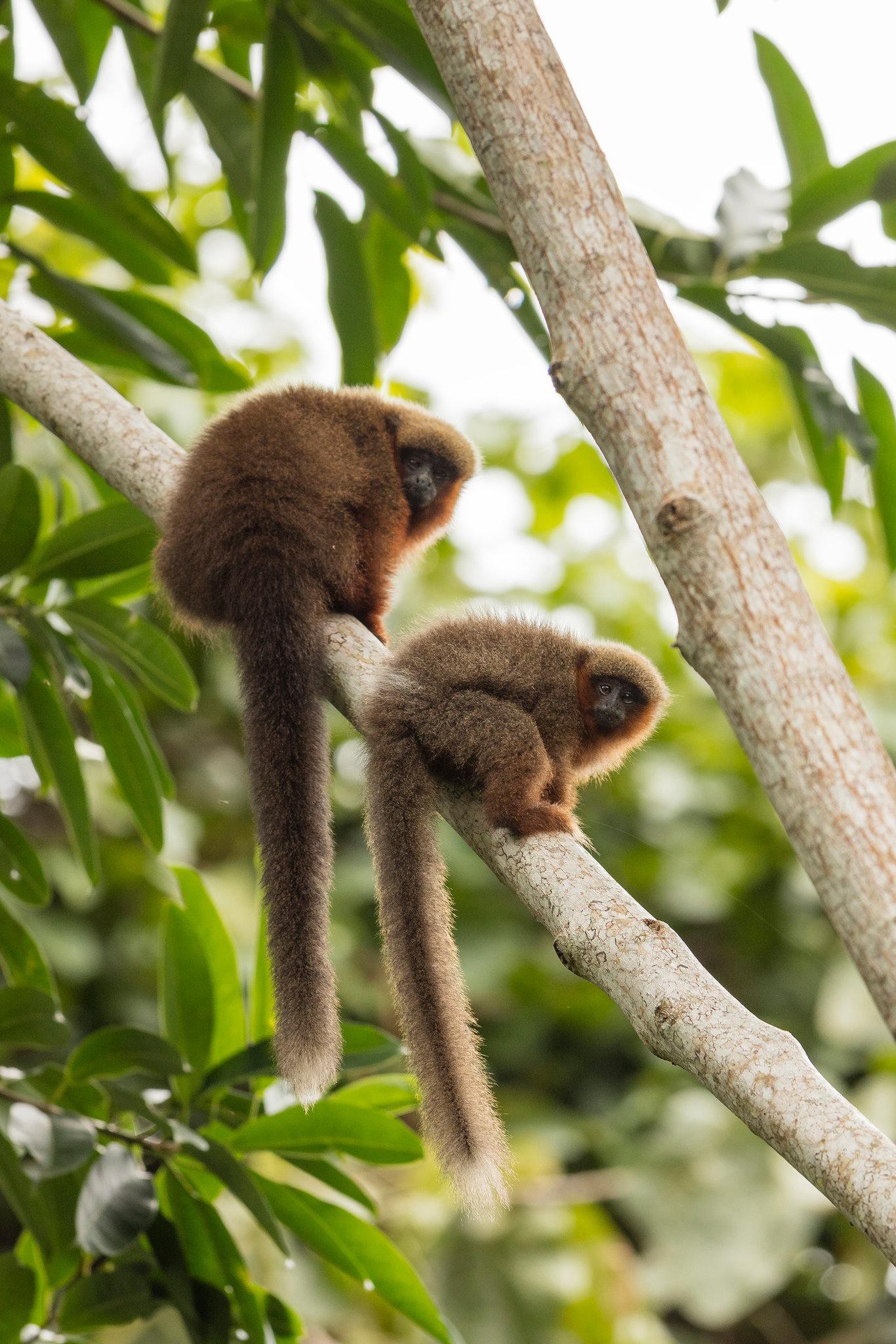 Đột nhập vườn quốc gia đa dạng sinh học nhất Trái đất - Ảnh 12. Đột nhập vườn quốc gia đa dạng sinh học nhất Trái đất