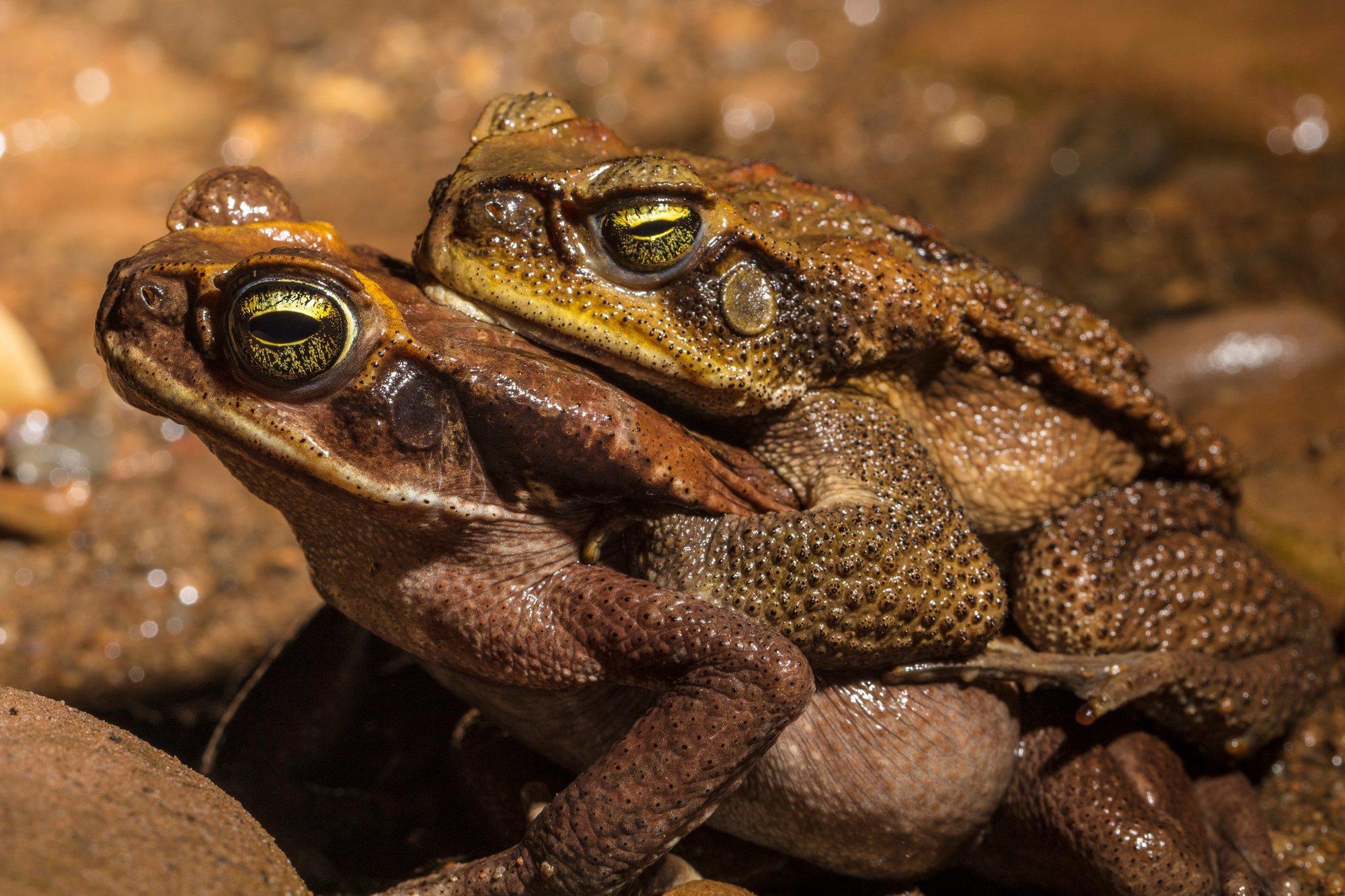 Đột nhập vườn quốc gia đa dạng sinh học nhất Trái đất - Ảnh 9. Đột nhập vườn quốc gia đa dạng sinh học nhất Trái đất