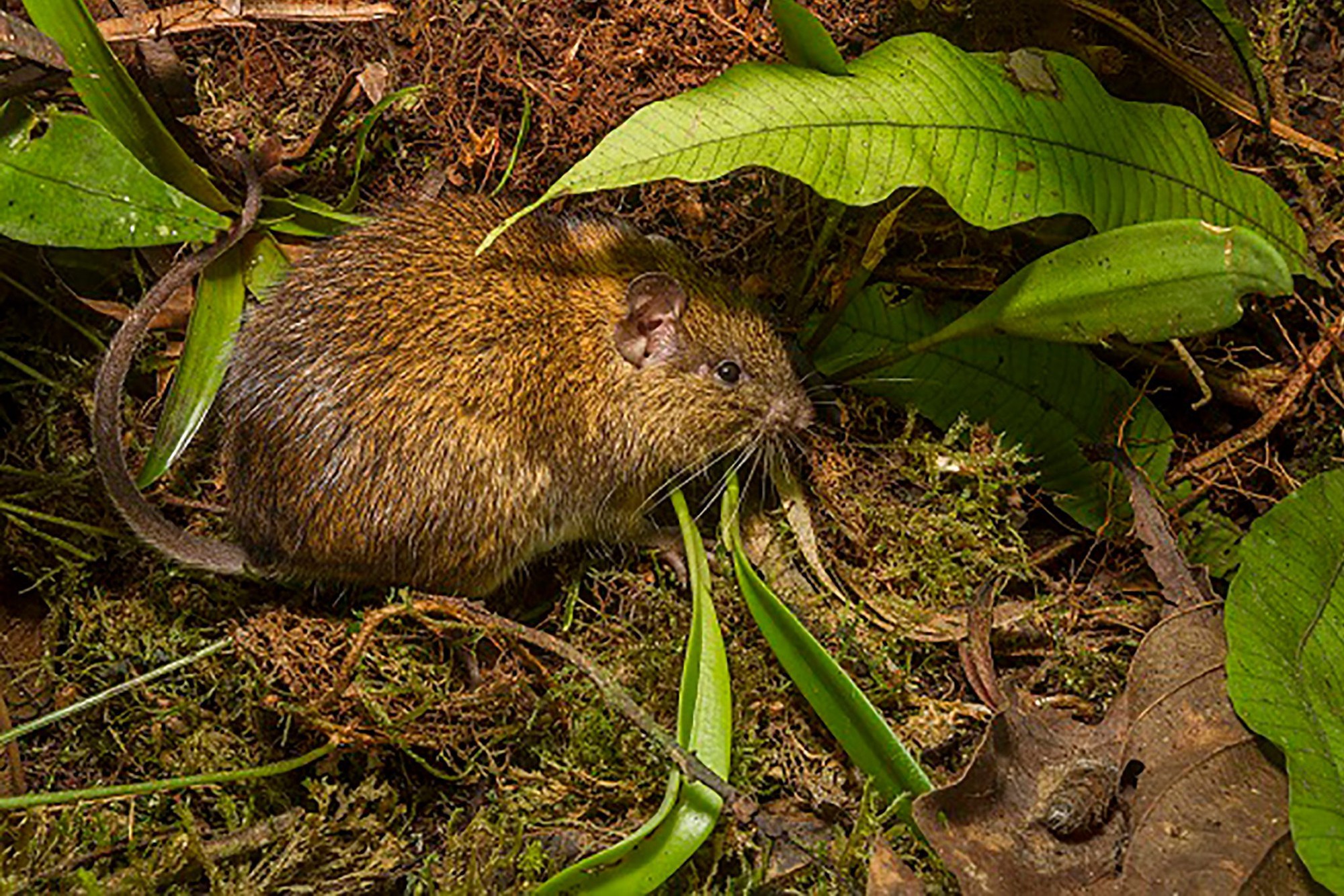 Đột nhập vườn quốc gia đa dạng sinh học nhất Trái đất - Ảnh 6. Đột nhập vườn quốc gia đa dạng sinh học nhất Trái đất