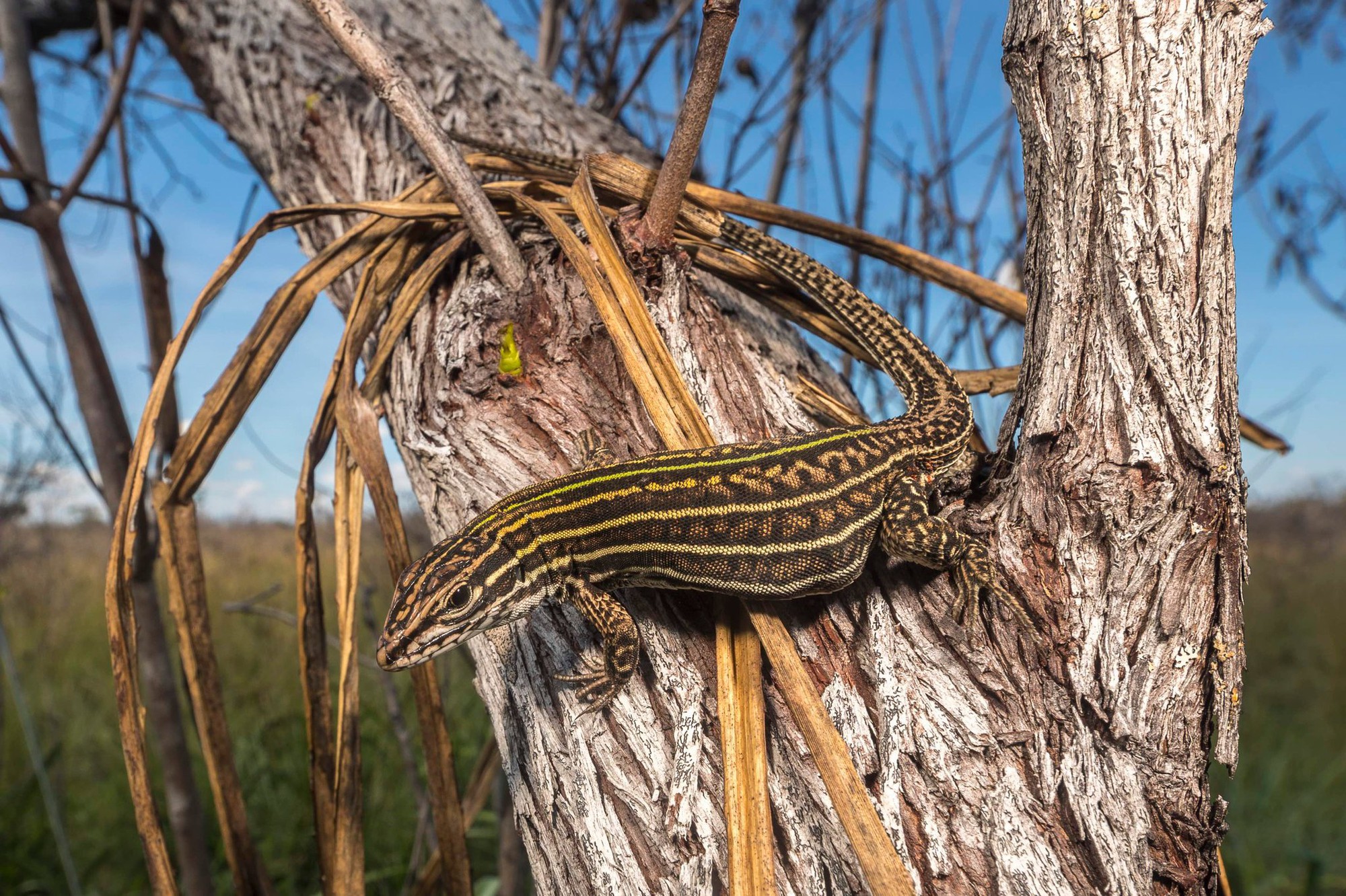 Đột nhập vườn quốc gia đa dạng sinh học nhất Trái đất - Ảnh 5. Đột nhập vườn quốc gia đa dạng sinh học nhất Trái đất