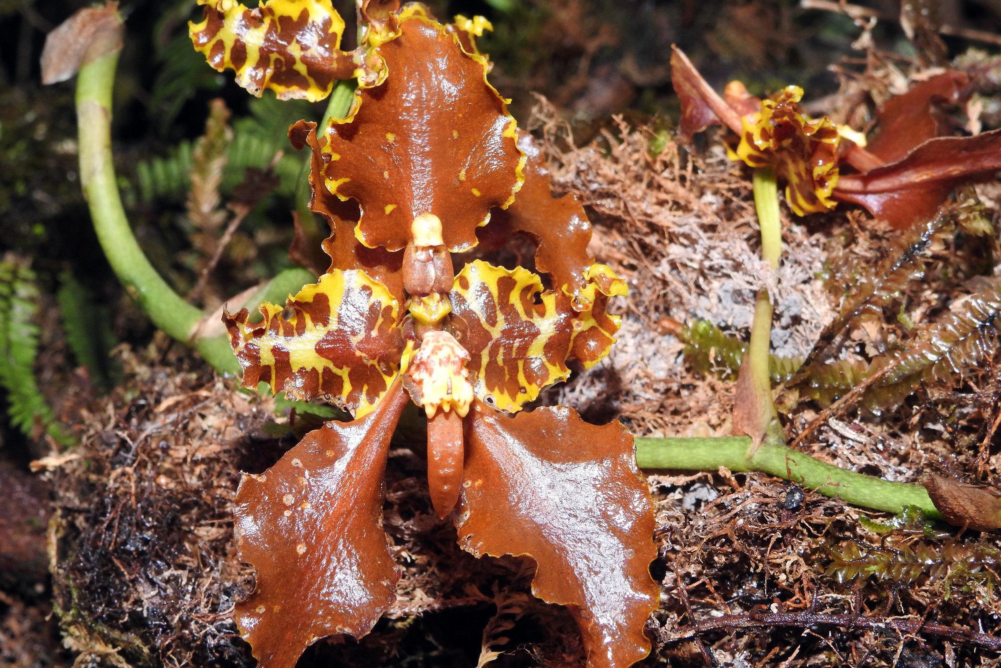 Đột nhập vườn quốc gia đa dạng sinh học nhất Trái đất - Ảnh 4. Đột nhập vườn quốc gia đa dạng sinh học nhất Trái đất