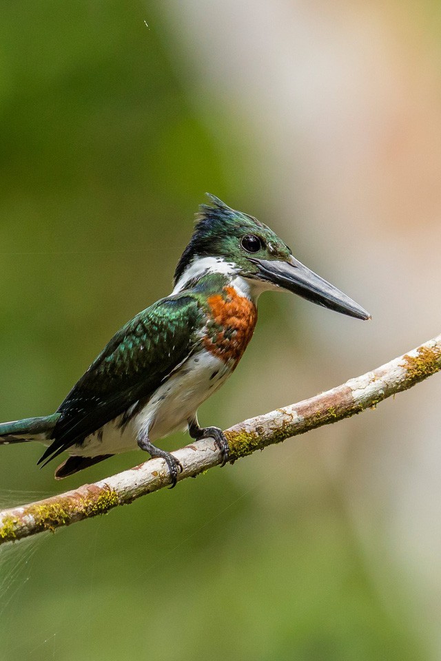 Đột nhập vườn quốc gia đa dạng sinh học nhất Trái đất - Ảnh 17. Đột nhập vườn quốc gia đa dạng sinh học nhất Trái đất