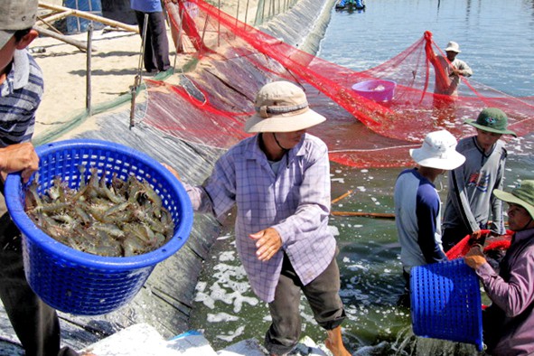 Xuất khẩu tôm sang Mỹ rất khó tăng trưởng mạnh thời gian tới - Ảnh 1.