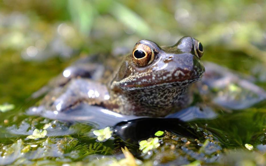 Loài ếch sẽ tuyệt chủng vì bị thuốc trừ sâu làm 'chuyển giới'?