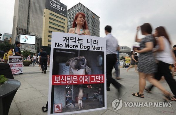 Hàn Quốc muốn chấm dứt nuôi chó giết thịt - Ảnh 2.