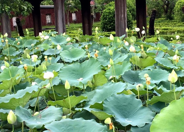 Huế: Nhân rộng giống sen trắng quý hiếm ở khu vực Đại Nội - Ảnh 1.