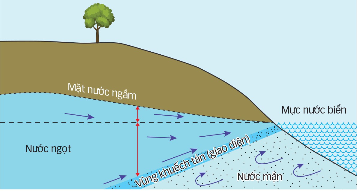 Какой уровень моря. Ratio of Fresh and Salty воды. Salt Water to Fresh Water. Saltwater Intrusion defined by ERT method. Fresh Water Salt Water picture diagram.