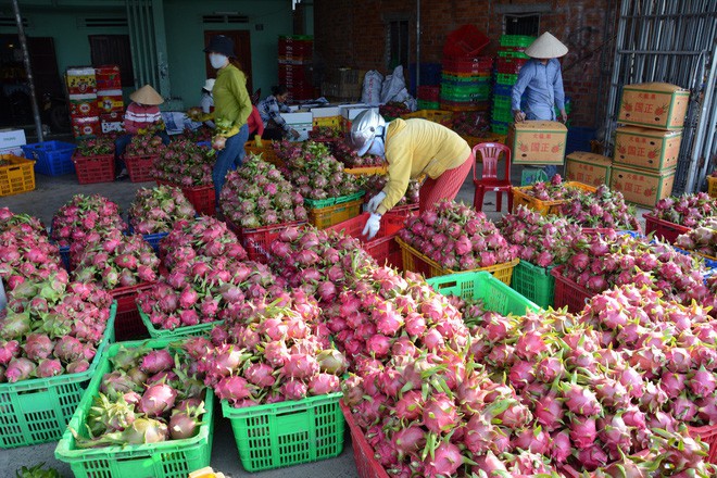 300.000 tấn thanh long cần tiêu thụ, vận động thương nhân Trung Quốc thu mua - Ảnh 1. 300.000 tấn thanh long cần tiêu thụ, vận động thương nhân Trung Quốc thu mua - Ảnh 1.