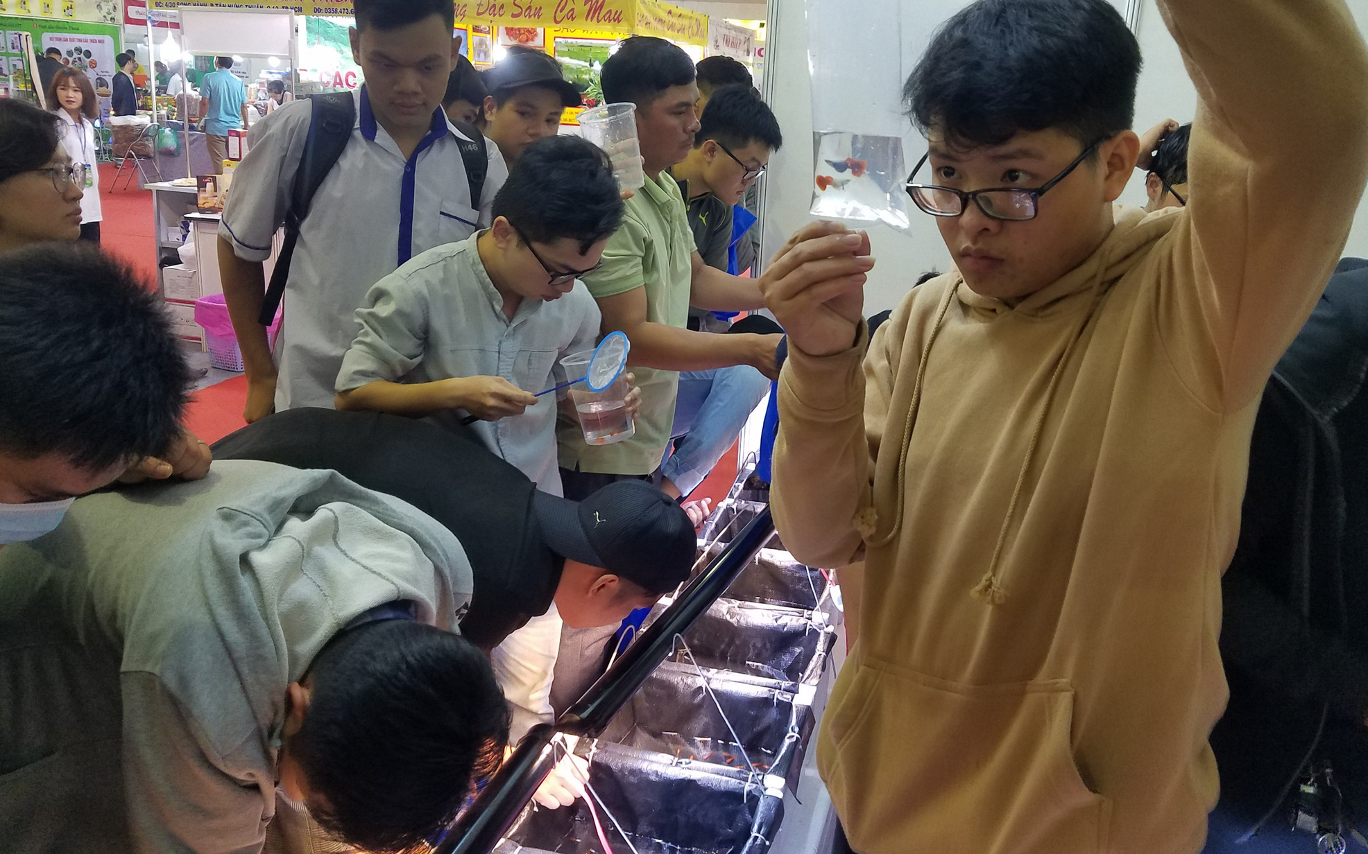Đồng giá 40.000 đồng/con, cá bảy màu
