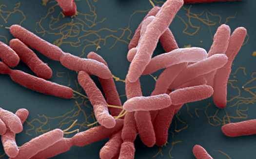 Bệnh nhi mắc vi khuẩn "ăn thịt người" tử vong