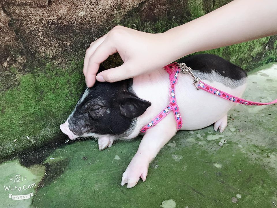 Heo cảnh mini nhập lậu tăng trong khi dịch tả heo châu Phi chưa giảm - Ảnh 1. Heo cảnh mini nhập lậu tăng trong khi dịch tả heo châu Phi chưa giảm - Ảnh 1.