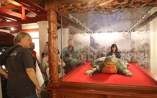 'Rác trong khung kính', thú chơi tiêu bản kiếm tiền triệu- Ảnh 2. Tiêu bản giống như thật của 'cụ' rùa Hồ Gươm
