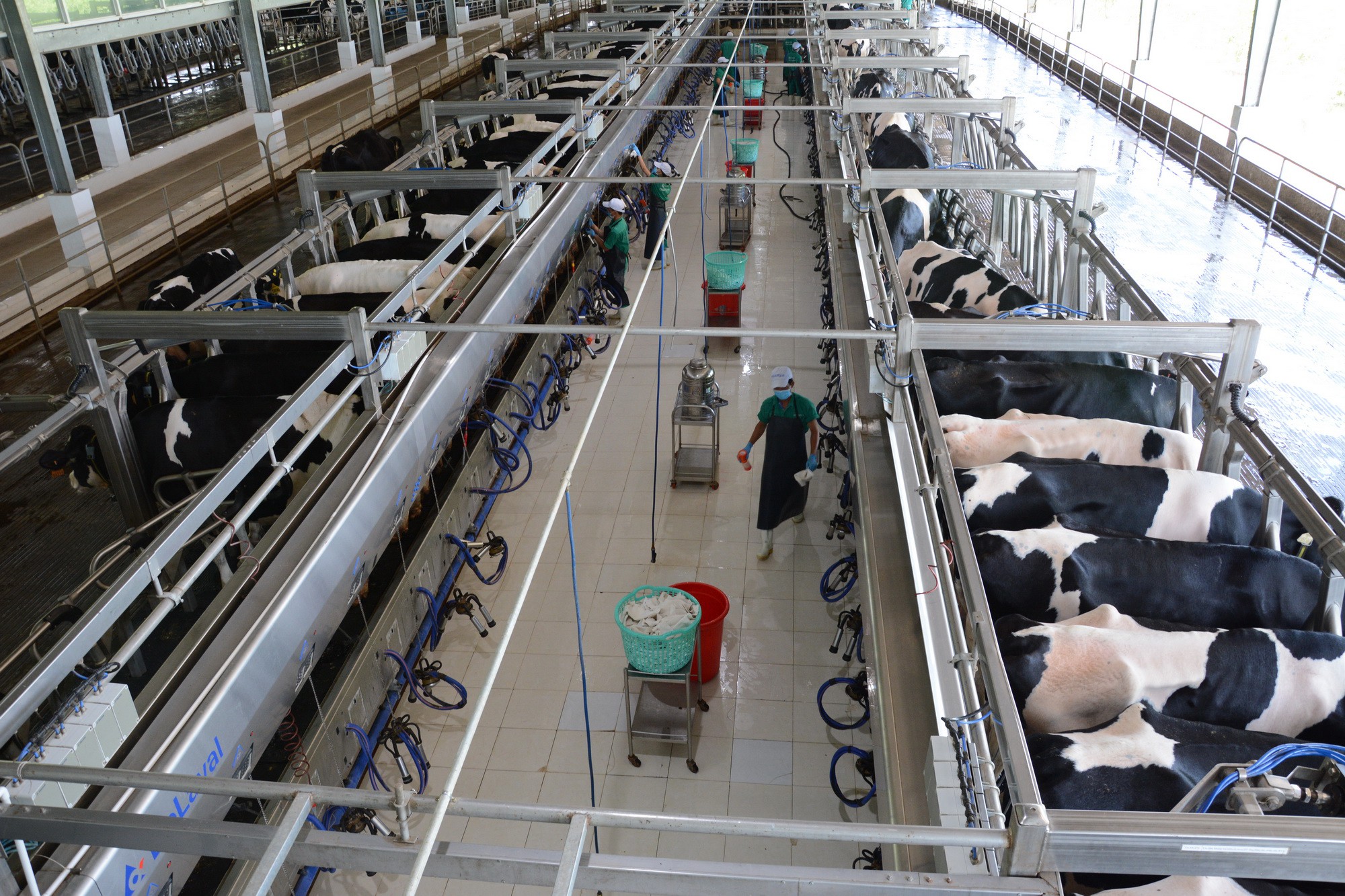 Vinamilk vận hành trang trại bò sữa độc lập lớn nhất Việt Nam - Ảnh 4.