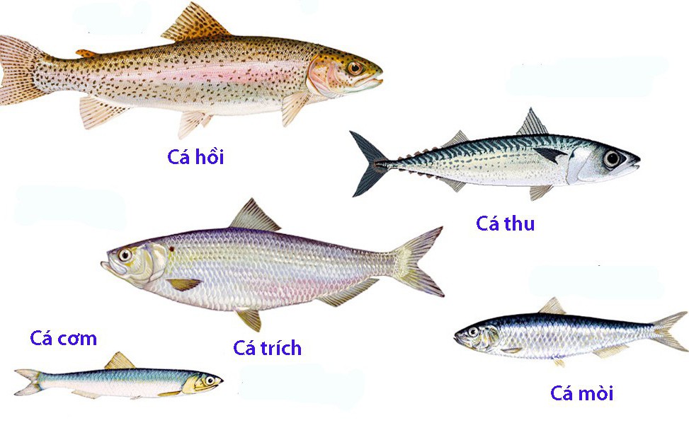 Omega-3 giúp giảm sự hung hăng lên đến 28% - Ảnh 1.