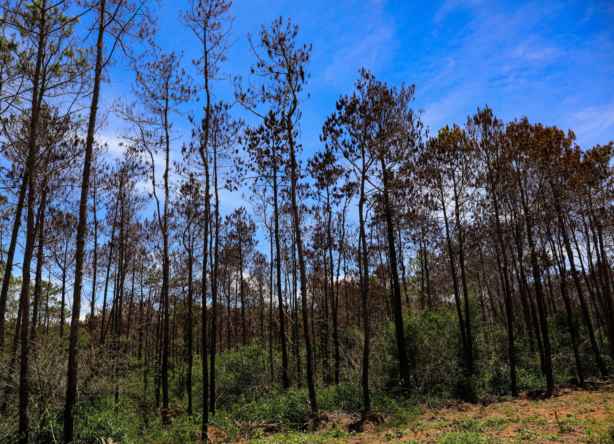 Hạ độc 3.500 cây thông: mỗi cây bị diệt chỉ trong một phút - Ảnh 5.