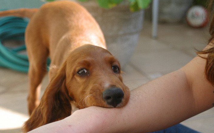 Tranh cãi việc thú cưng là 'thượng đế' ở nhà hàng, khách sạn Hàn Quốc- Ảnh 3. Bé 10 tuổi bị chó dại cắn chết