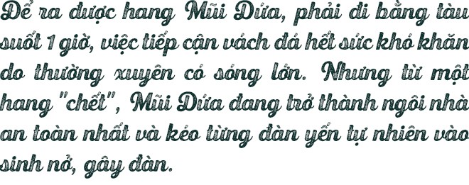 Bệnh viện chim yến giữa biển khơi - Ảnh 15.