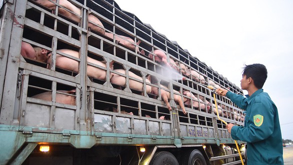 Image result for vận chuyển lợn
