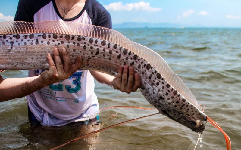 Ngư dân Thái Lan lo sợ động đất sau khi bắt được 'cá động đất'- Ảnh 2. 'Cá dự báo sóng thần, động đất' lần đầu xuất hiện ở Nga?