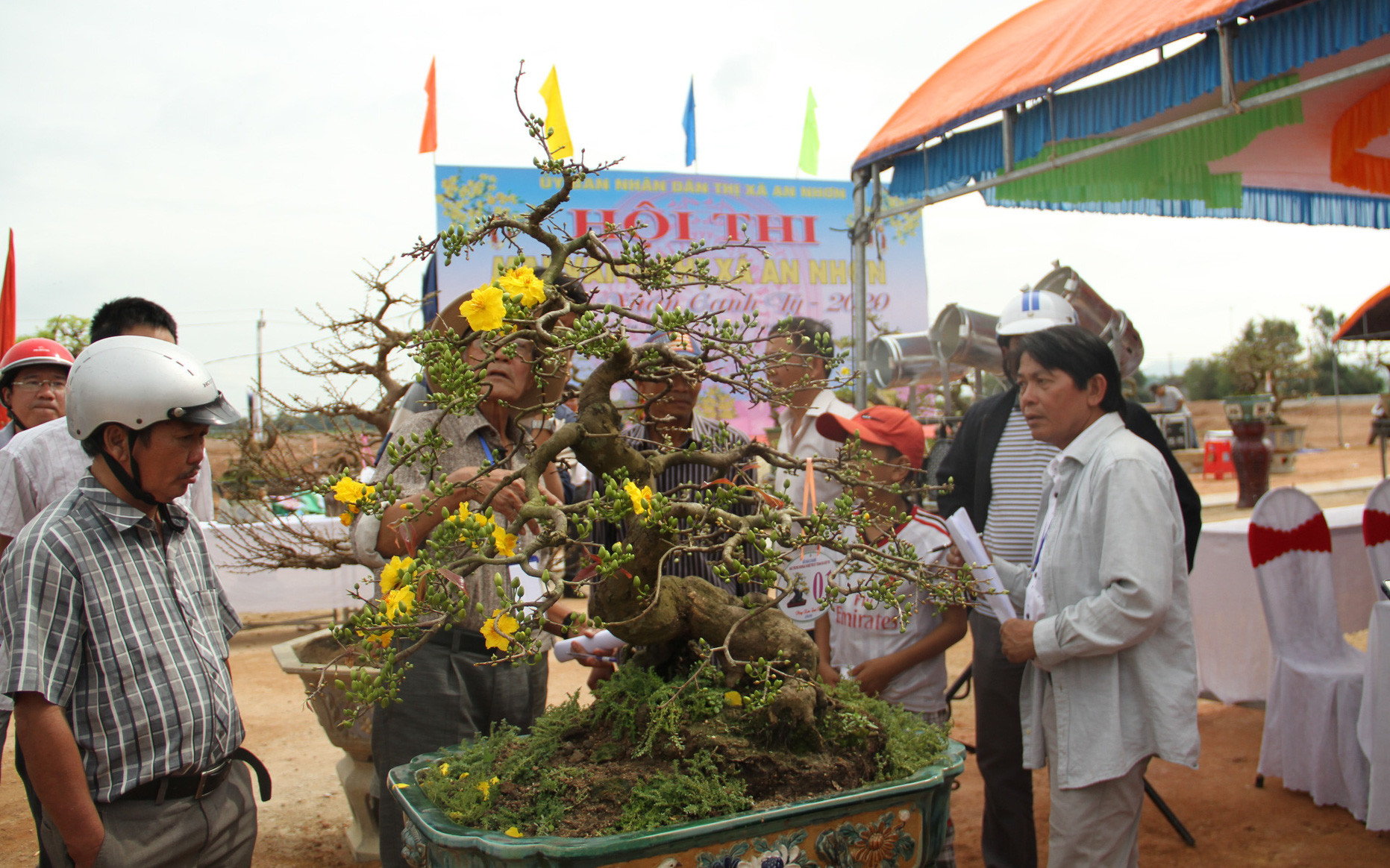 Những gốc mai tiền tỉ ở Đà Nẵng- Ảnh 5. Chiêm ngưỡng