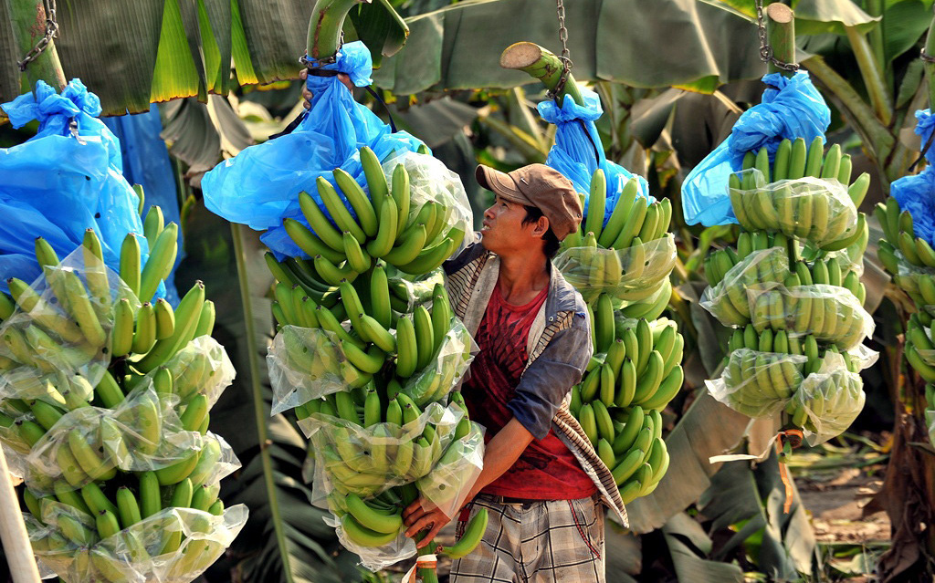 Xuất khẩu rau quả khởi sắc trở lại nhờ Trung Quốc tăng nhập chuối, sầu riêng