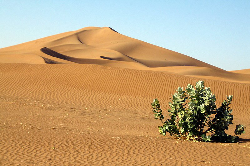 Kỳ lạ khi phát hiện có 1,8 tỉ cây xanh ở vùng đất chết Sahara - Ảnh 1.