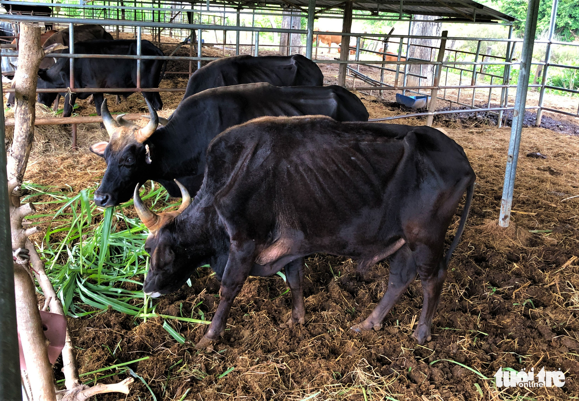 Bàn giao đàn bò tót lai ốm đói cho Vườn quốc gia Phước Bình - Ảnh 4. Bàn giao đàn bò tót lai ốm đói cho Vườn quốc gia Phước Bình - Ảnh 4.