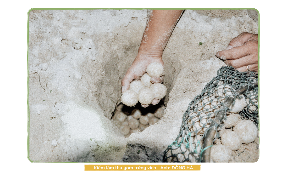 Kỳ 2: Những người bảo vệ rùa biển ở Côn Đảo - Ảnh 5.