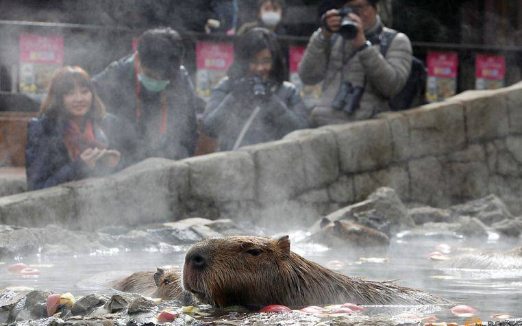Tan chảy trái tim vì Capybara quá đáng yêu- Ảnh 5. Đến Nhật xem chuột capybara tắm nước nóng