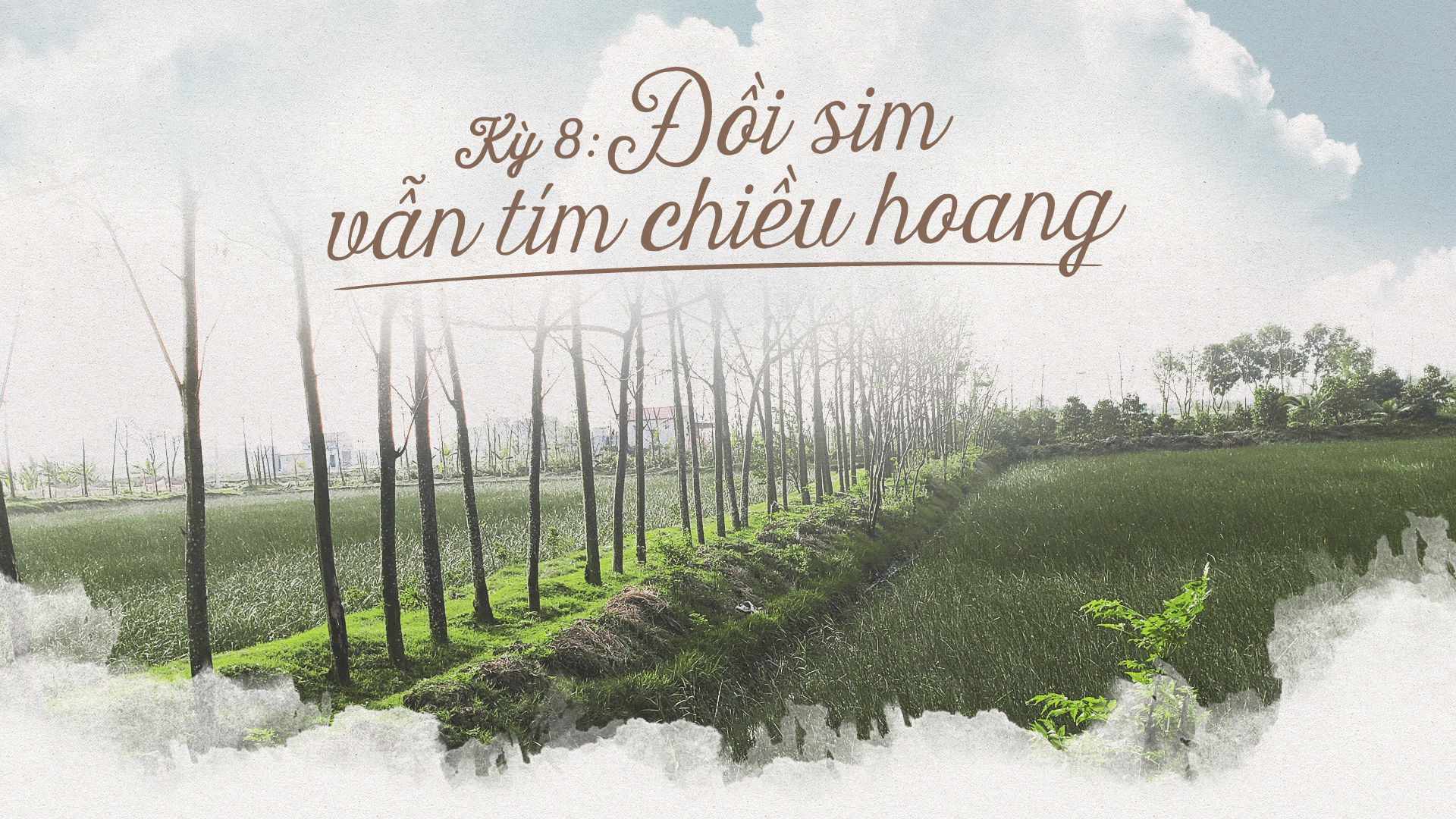 Đồi sim vẫn tím chiều hoang