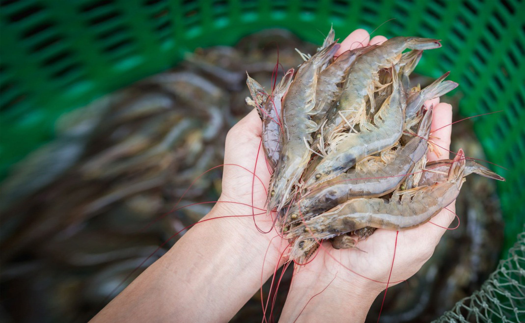 Bayer ứng dụng công nghệ mới giúp tăng năng suất ngành nuôi trồng thủy sản - Ảnh 2. Ứng dụng công nghệ mới trong ngành nuôi trồng thủy sản