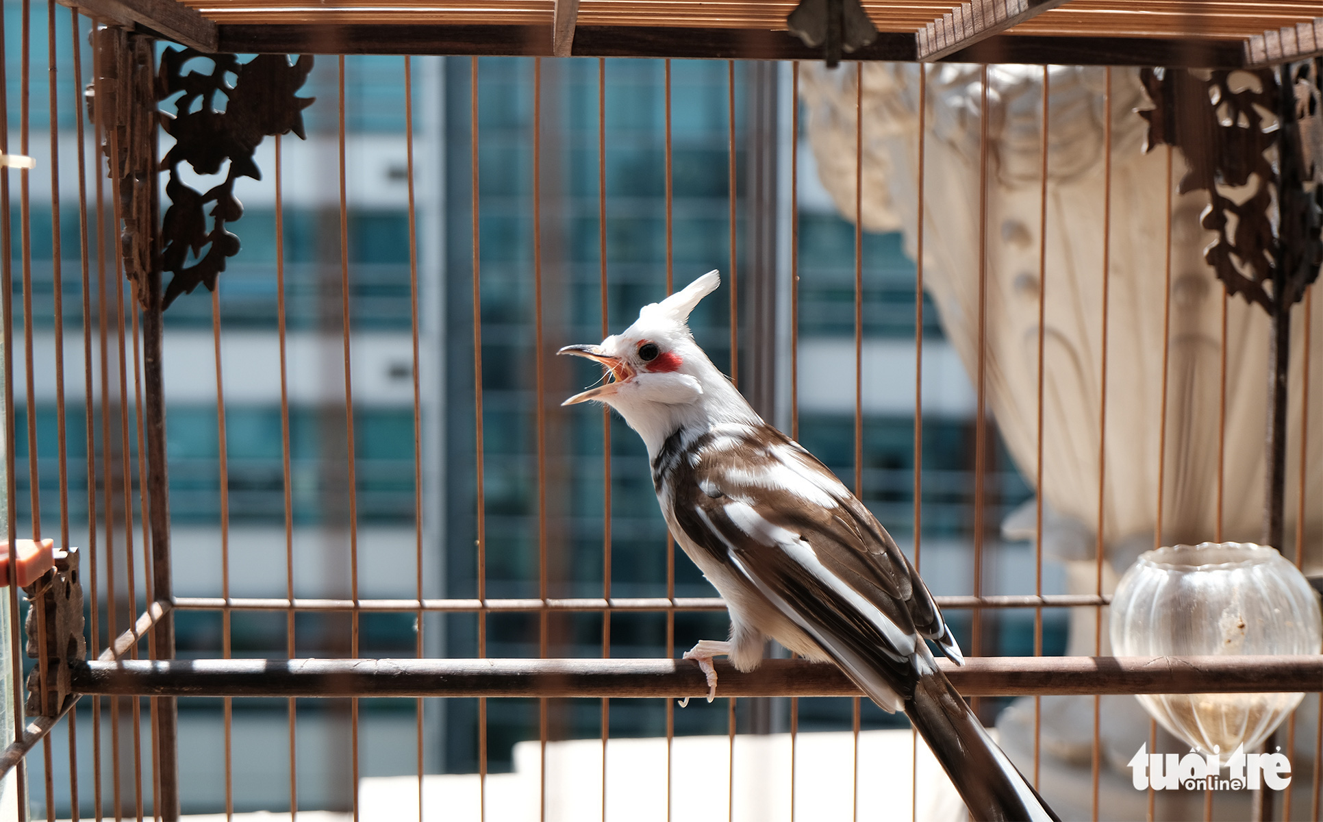 Chiêm ngưỡng chào mào bạch vương độc nhất vô nhị, giá nửa tỉ không bán - Ảnh 11. Chiêm ngưỡng chào mào bạch vương độc nhất vô nhị, giá nửa tỉ không bán - Ảnh 11.