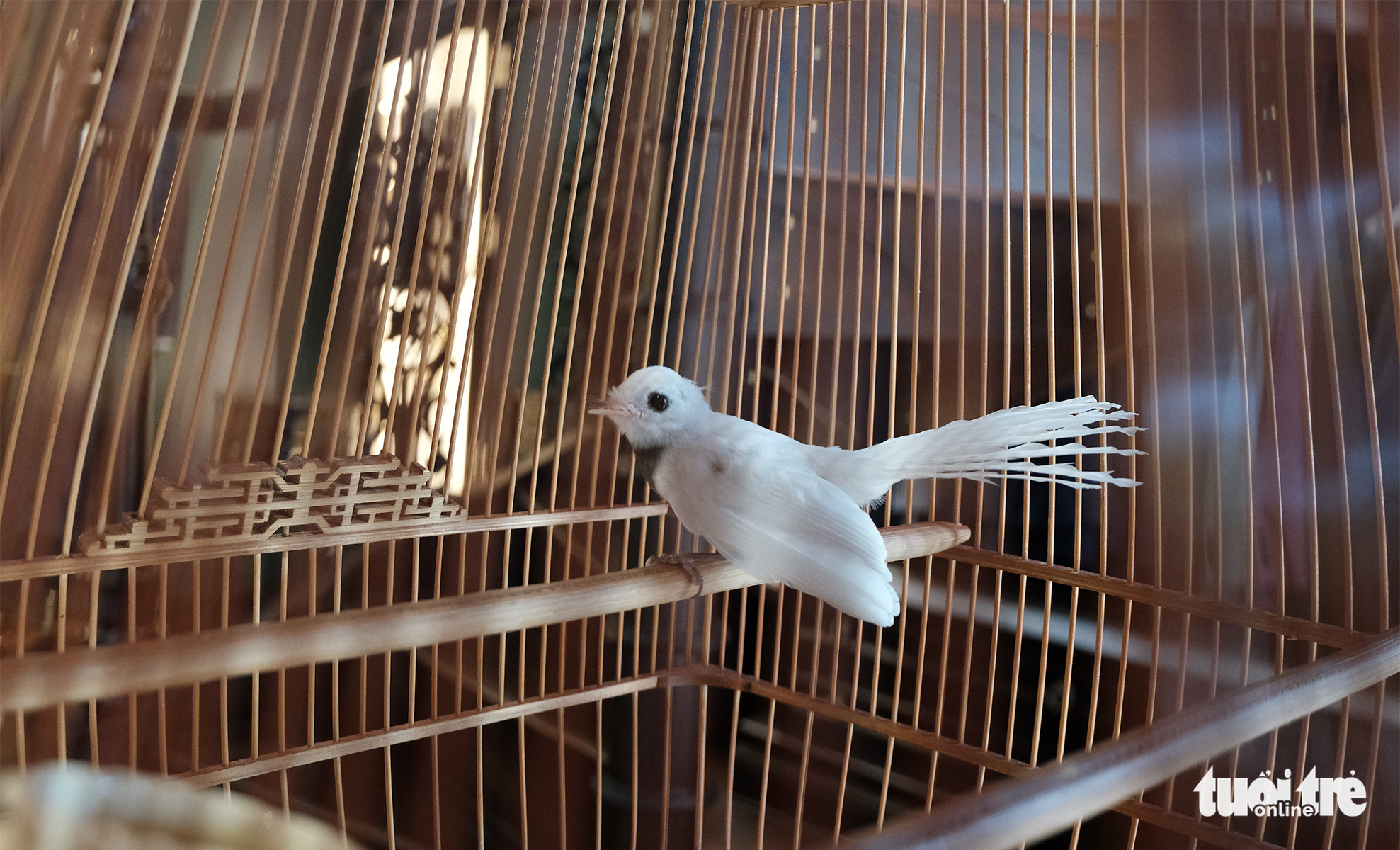 Chiêm ngưỡng chào mào bạch vương độc nhất vô nhị, giá nửa tỉ không bán - Ảnh 10. Chiêm ngưỡng chào mào bạch vương độc nhất vô nhị, giá nửa tỉ không bán - Ảnh 10.