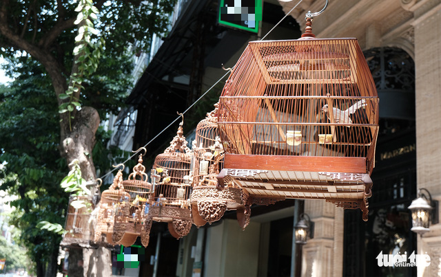 Chiêm ngưỡng chào mào bạch vương độc nhất vô nhị, giá nửa tỉ không bán - Ảnh 13. Chiêm ngưỡng chào mào bạch vương độc nhất vô nhị, giá nửa tỉ không bán - Ảnh 13.