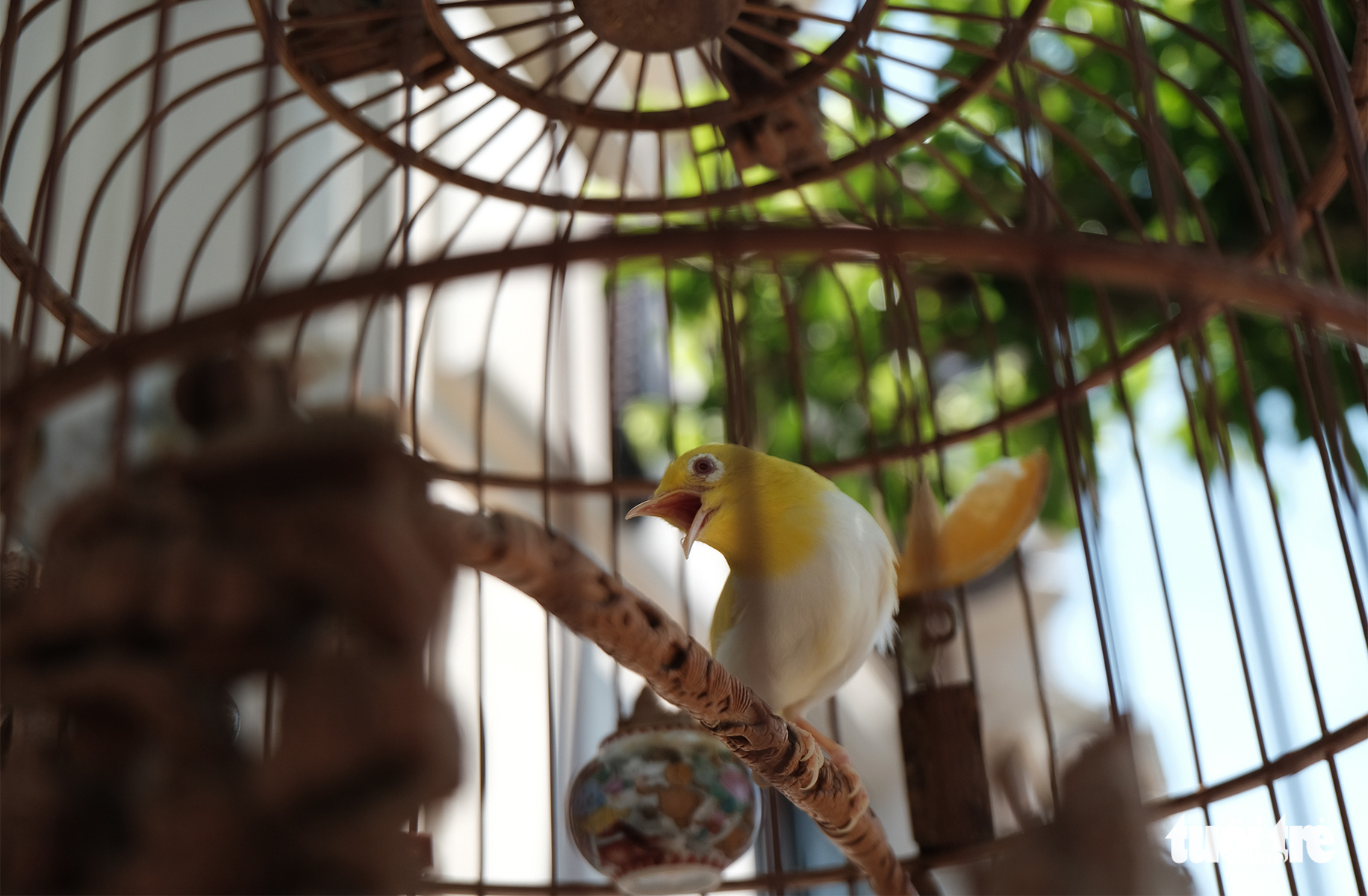 Chiêm ngưỡng chào mào bạch vương độc nhất vô nhị, giá nửa tỉ không bán - Ảnh 7. Chiêm ngưỡng chào mào bạch vương độc nhất vô nhị, giá nửa tỉ không bán - Ảnh 7.