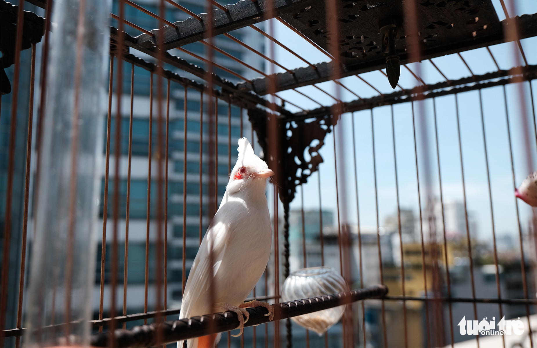 Chiêm ngưỡng chào mào bạch vương độc nhất vô nhị, giá nửa tỉ không bán - Ảnh 4. Chiêm ngưỡng chào mào bạch vương độc nhất vô nhị, giá nửa tỉ không bán - Ảnh 4.