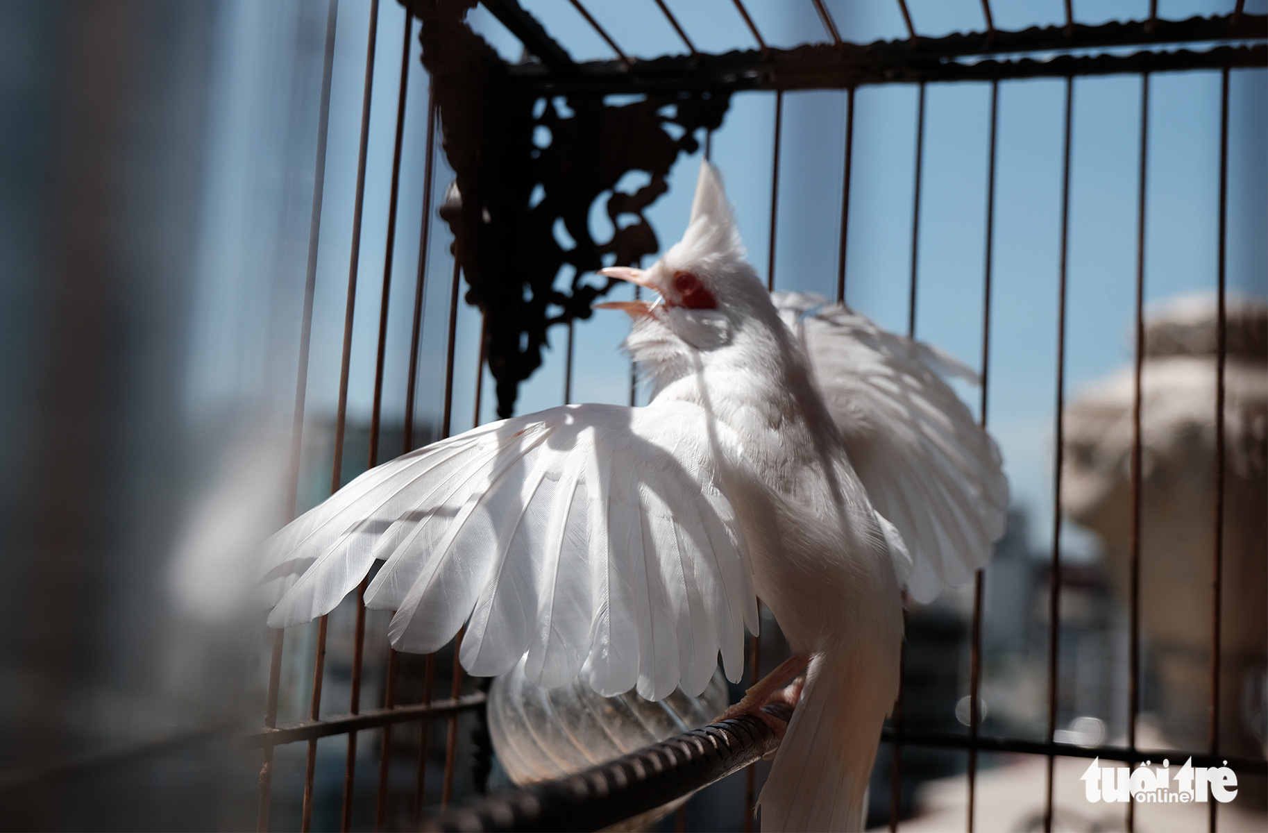 Chiêm ngưỡng chào mào bạch vương độc nhất vô nhị, giá nửa tỉ không bán - Ảnh 5. Chiêm ngưỡng chào mào bạch vương độc nhất vô nhị, giá nửa tỉ không bán - Ảnh 5.