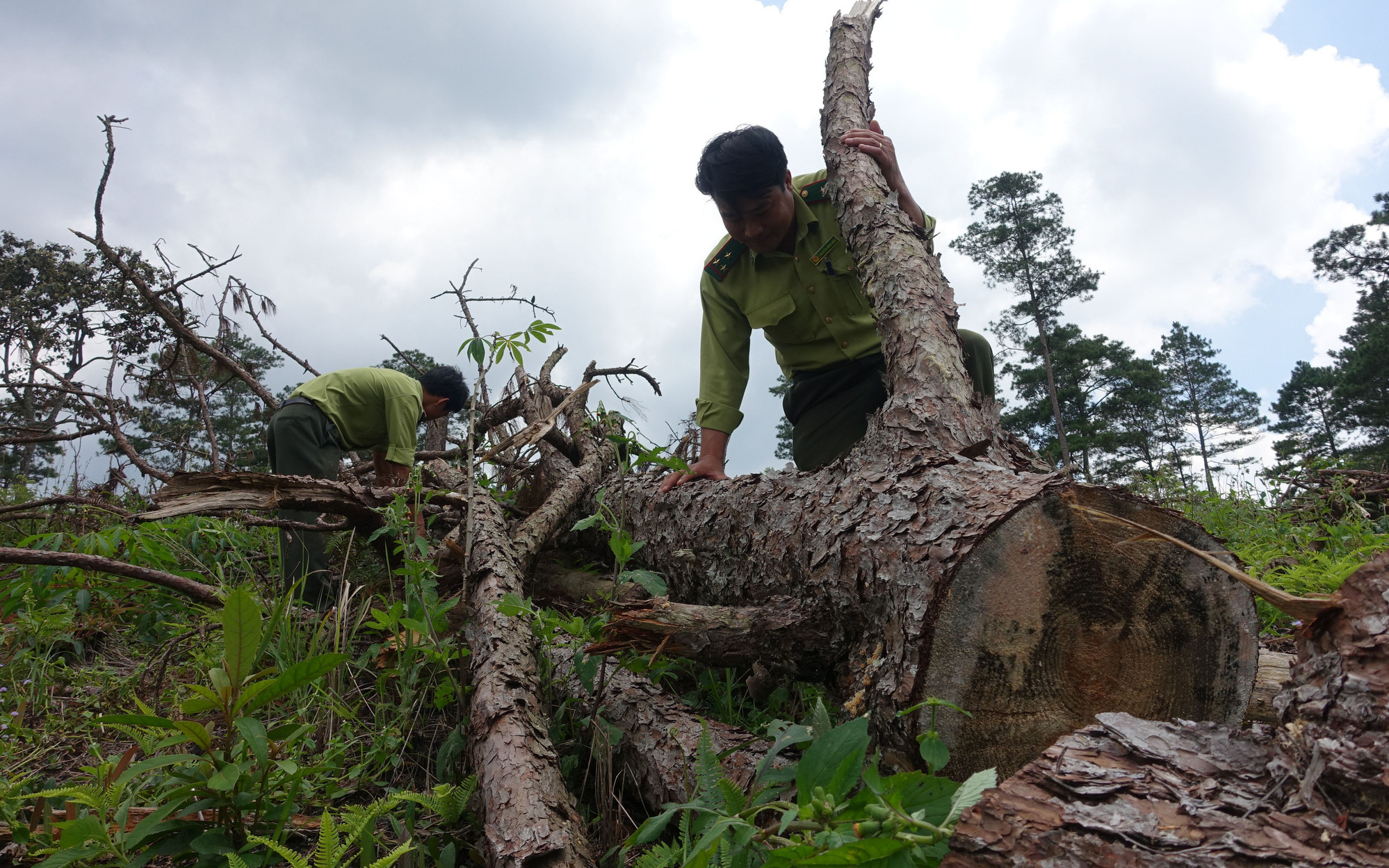 Hơn 150.000 người phá rừng làm nông nghiệp ở Tây Nguyên