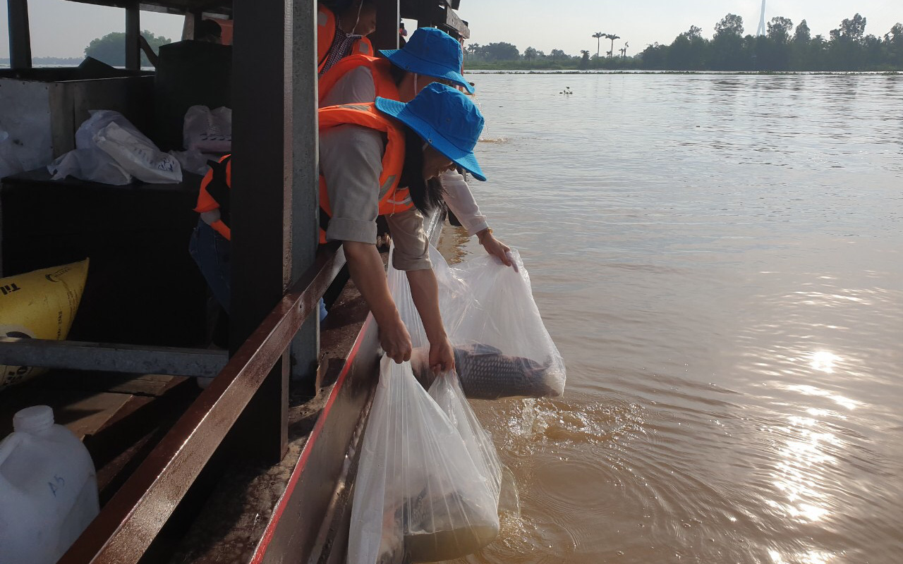 An Giang thả cá trên 230.000 cá giống tái tạo nguồn lợi thủy sản- Ảnh 3. An Giang thả cá trên 230.000 cá giống tái tạo nguồn lợi thủy sản- Ảnh 3.