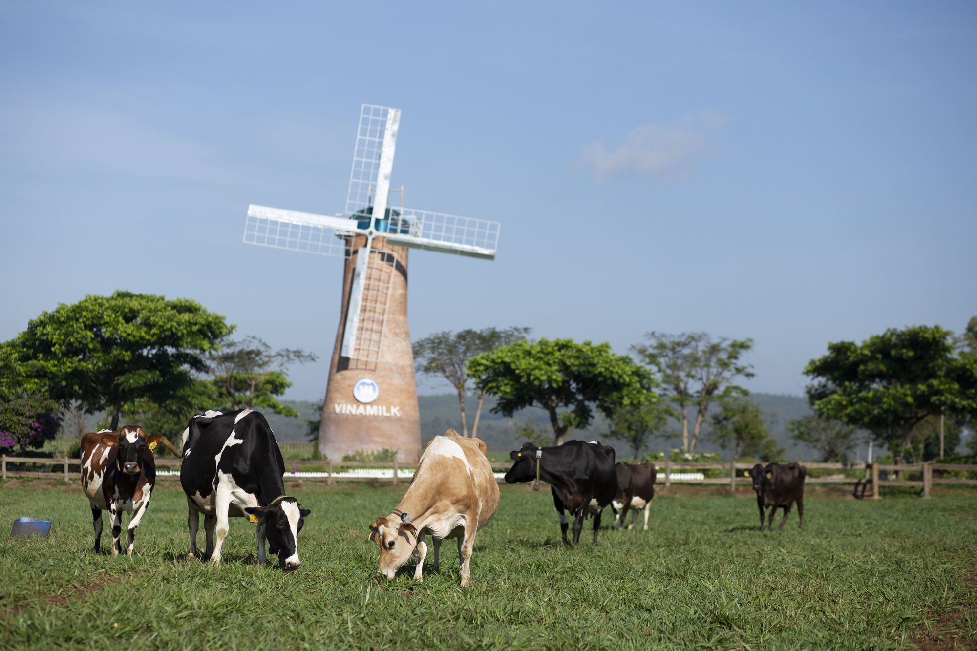 Hệ thống trang trại bò sữa Vinamilk tăng trưởng ấn tượng - Ảnh 3.