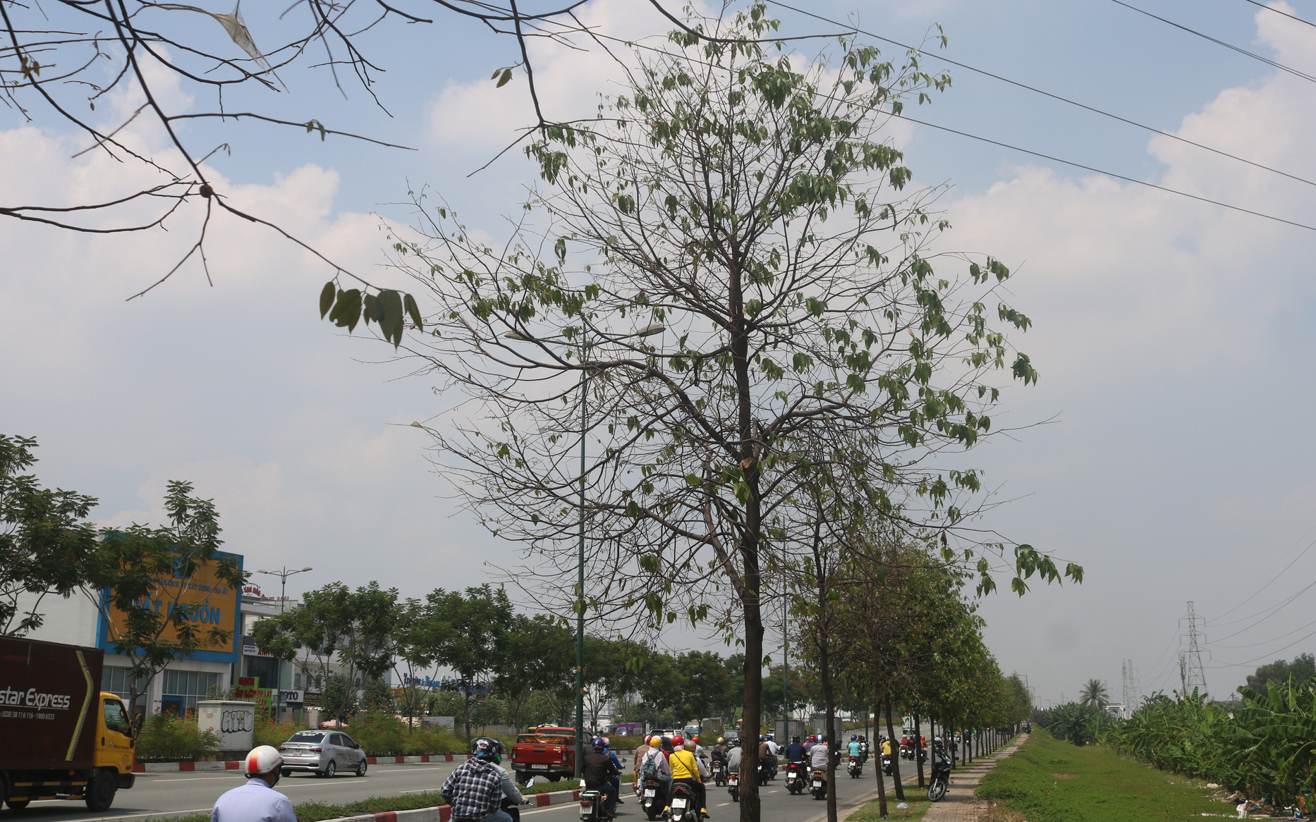 Bà con vui bụng dạ khi thấy hàng cây xanh đường Phạm Văn Đồng "hồi sinh"