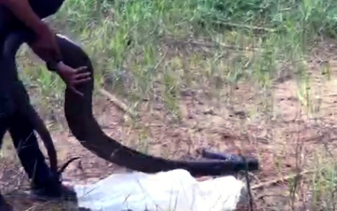 Chở thuê rắn hổ mang chúa nặng 21kg với giá 200.000 đồng, nam thanh niên bị khởi tố