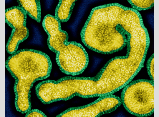 Bệnh cúm - hành trình tìm diệt sát thủ vô hình - Kỳ 1: Săn lùng thủ phạm gây bệnh cúm - Ảnh 3.
