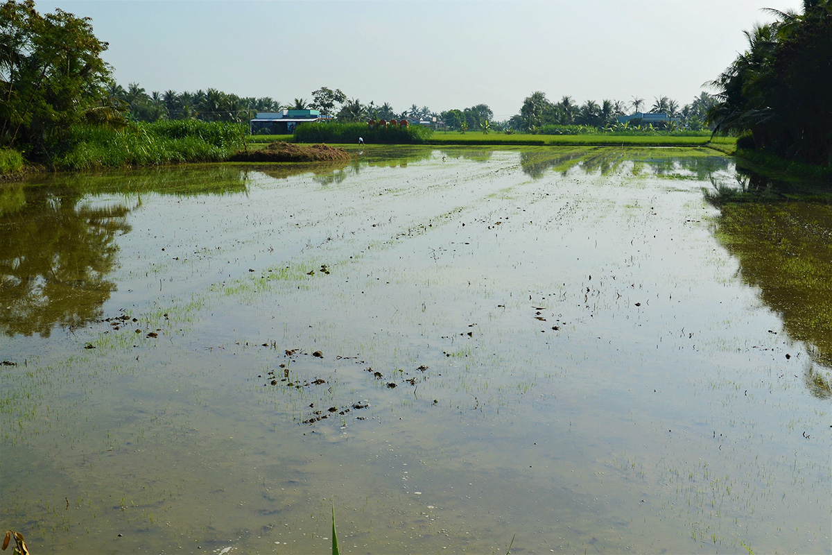 luatiengiang