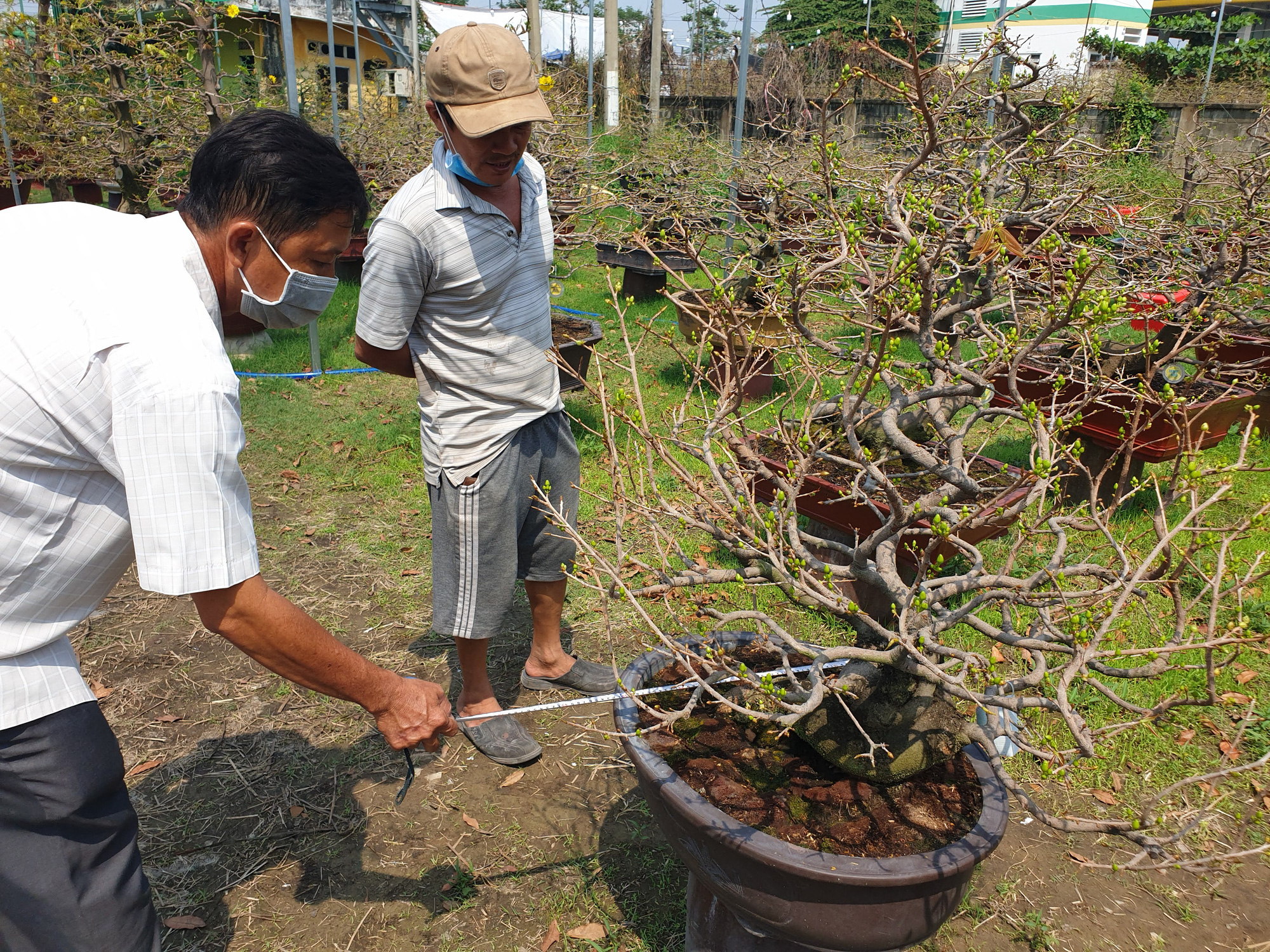 Thị trường mai tết sôi động dần, khách chuộng cây giá thấp - Ảnh 7.